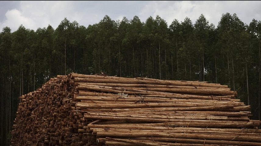 Plantação de eucalipto (Foto: Dado Galdieri/Bloomberg)