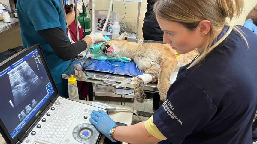 Onça-parda recebe cuidados de equipe de voluntários do Cetas Seropédica — Foto: Divulgação Onça-parda recebe cuidados de equipe de voluntários do Cetas Seropédica (Foto: Divulgação)