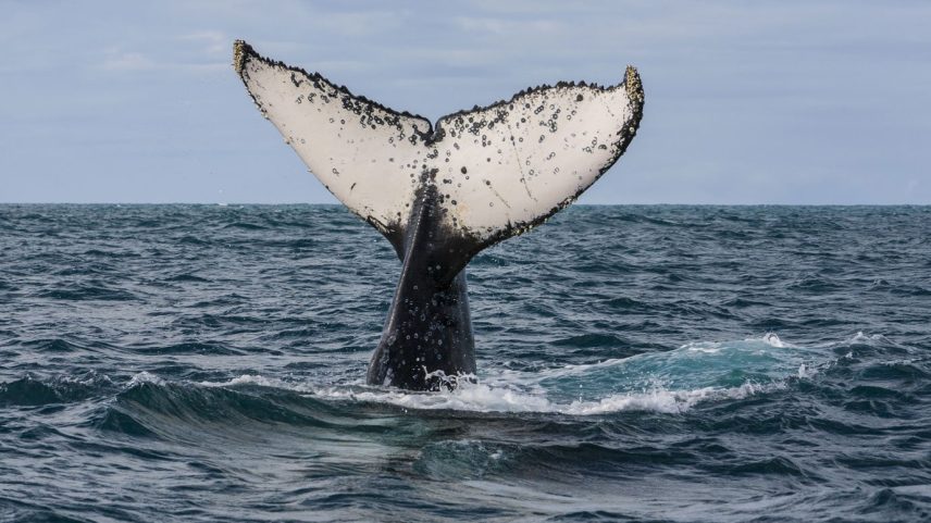 Baleia Jubarte (Foto: Jonathan Wilkins/Wikimedia Commons)