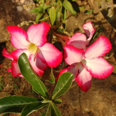 Aprenda a cuidar da rosa-do-deserto e garanta flores vibrantes e saudáveis