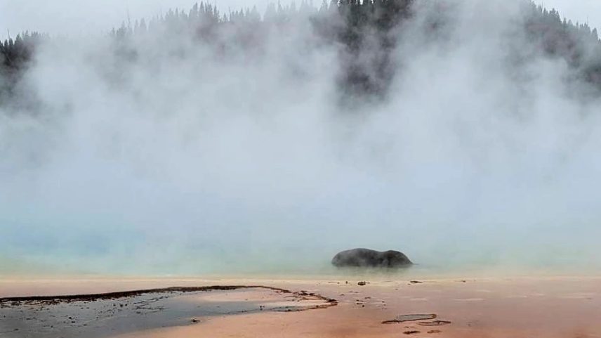 Bisão que morreu ao cair em uma fonte termal em Yellowstone em 21 de junho (Foto: Reprodução/Facebook/Katie Hirtzel)
