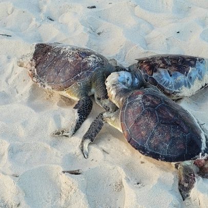 Tartarugas mortas são encontradas na Praia de Camboinhas, em Niterói