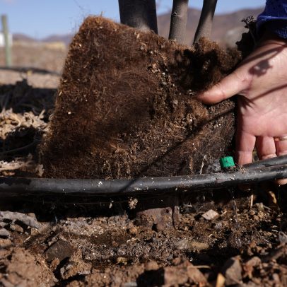 Cabelo humano ajuda a reduzir consumo de água em pomares chilenos