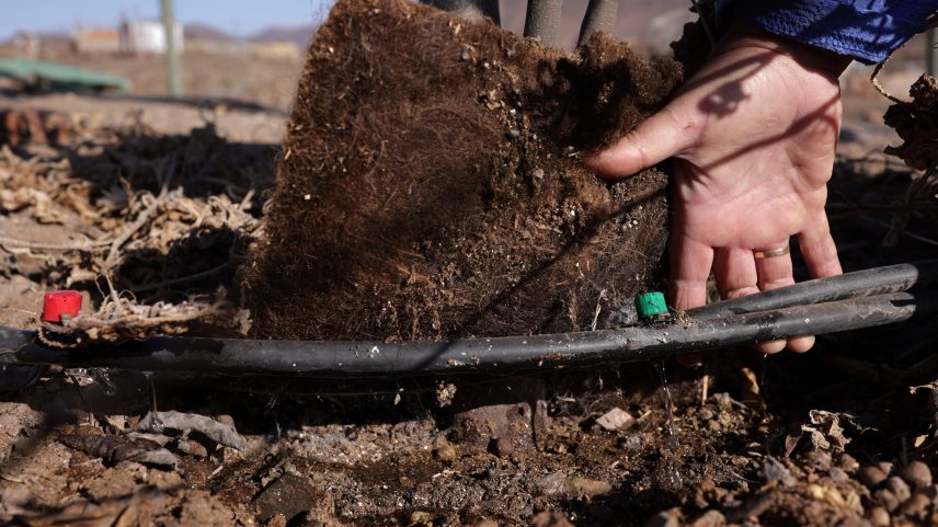 Tapetes de cabelos reduzem impactos da seca em plantações no Chile (Foto: REUTERS/Pablo Sanhueza)