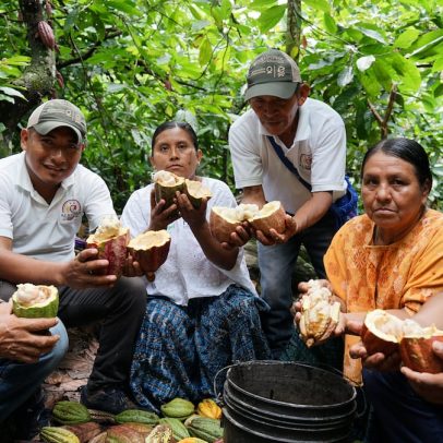 Cacau guatemalteco se destaca como símbolo de resistência indígena e cultura local