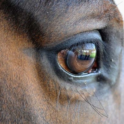 Governo suspende rações da Nutratta após morte de 245 cavalos em crise sanitária