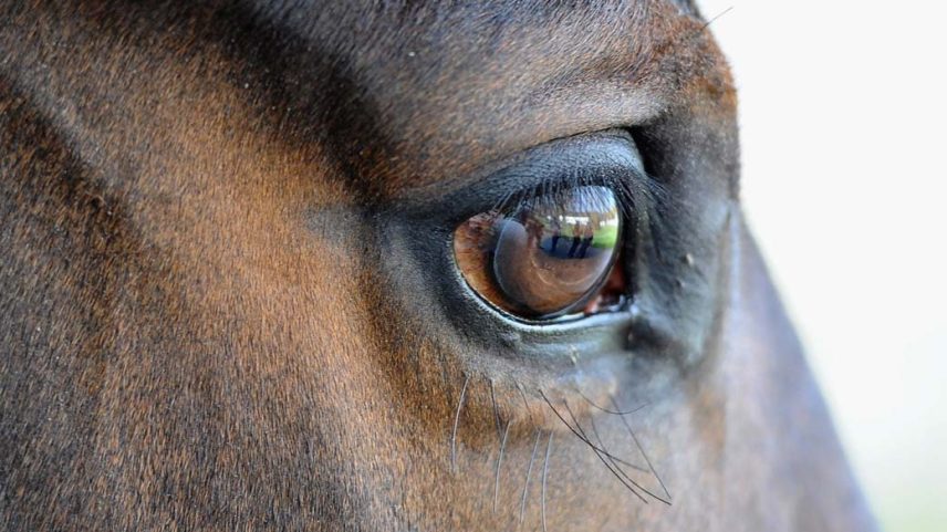 Cavalos que consumiram as rações da Nutratta adoeceram ou morreram (Foto: Mike Hewitt/Getty Images/VEJA)
