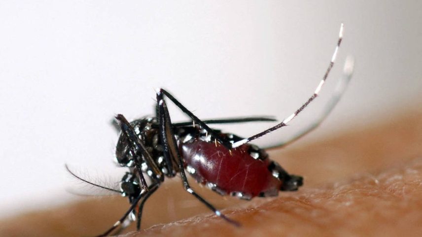 Aedes albopictus, mosquito que também transmite dengue, zika e chikungunya. (Foto: AFP)