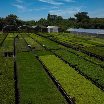 Crédito de carbono terá secretaria na Fazenda, mas enfrenta barreiras tributárias