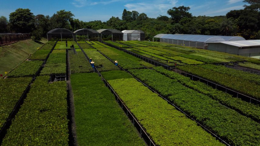 Empresa de restauração de florestas e crédito de carbono, em Piracicaba, no interior de São Paulo (Foto: Zanone Fraissat - 2.mar.2023/Folhapress)