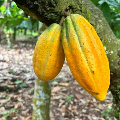 Seca severa e altas temperaturas alteram ciclo do cacau na Amazônia