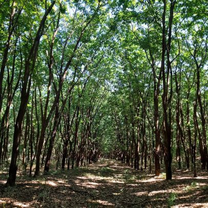 Represa na Ucrânia se transforma em floresta após colapso causado pela guerra