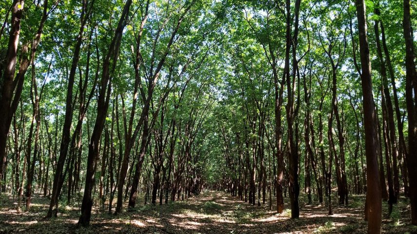 Floresta cresce no antigo reservatório da Ucrânia (Foto: Mariana Grilli/Exame)