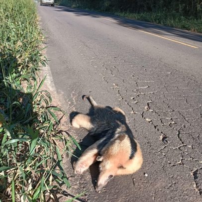 Tamanduá-mirim é atropelado em estrada que atravessa reserva em Presidente Epitácio
