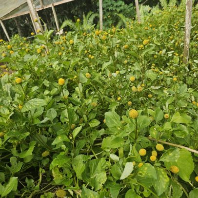 Jambu ganha destaque na COP30 com aumento na demanda por hortaliça amazônica