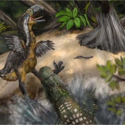 Fóssil revela que ave pré-histórica foi morta por jacaré gigante há 13 milhões de anos
