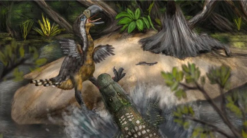 Marcas de mordidas fossilizadas indicam a possibilidade de um confronto dramático entre uma ave do terror gigantesca e um jacaré (Foto: Divulgação/Biology Letters)