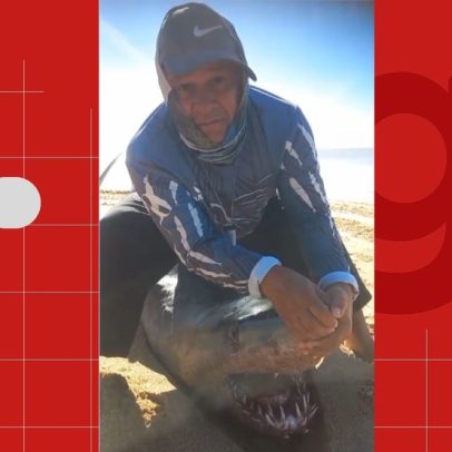 Tubarão com bico de marlin cravado na cabeça é encontrado morto em praia do ES