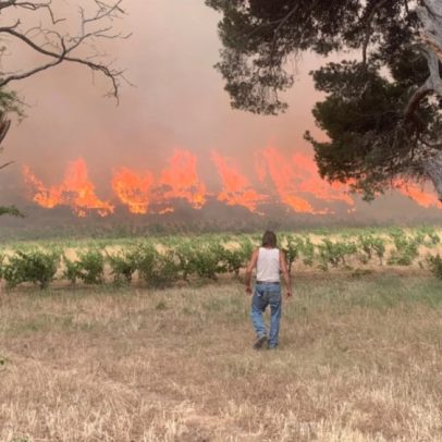 Vignoble da Aude sofre devastação severa devido a incêndios florestais