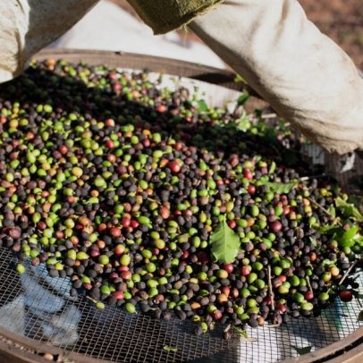 Roubo de café aumenta no Brasil com alta dos preços e preocupa o setor agrícola