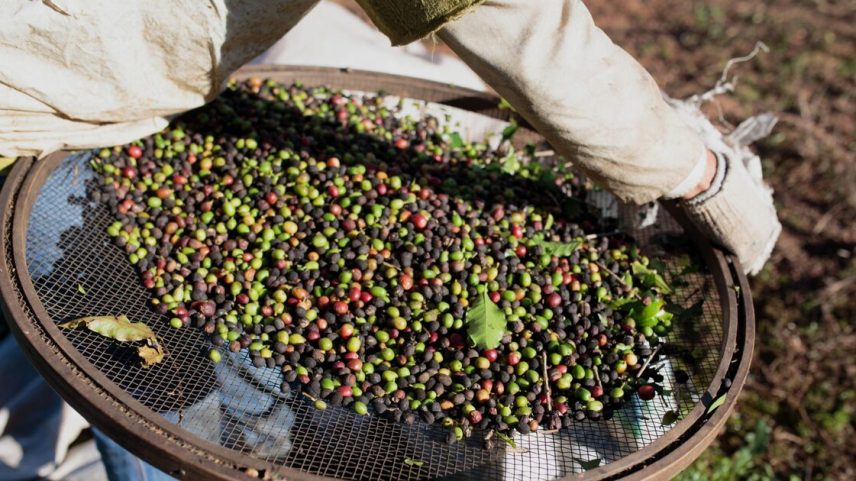 No do ano, os preços do café arábica atingiram o maior patamar já registrado - (Bloomberg/Patricia Monteiro)