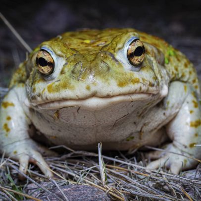 Sapo com poderes psicodélicos enfrenta risco de extinção por exploração humana