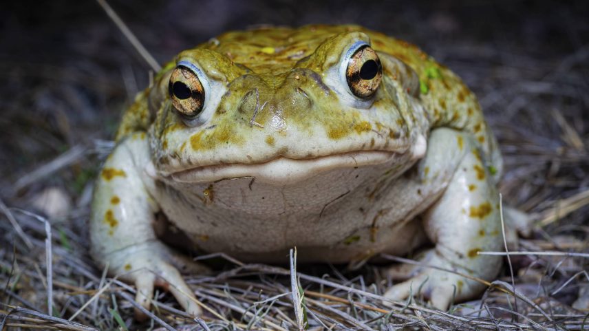 Sapo do deserto de Sonora, também conhecido como sapo do rio Colorado (Foto: Rodolfo Vega Littlewood/NYT)
