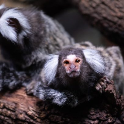 Monos Tití de Pincel são roubados de zoológico em Guillena, Sevilla