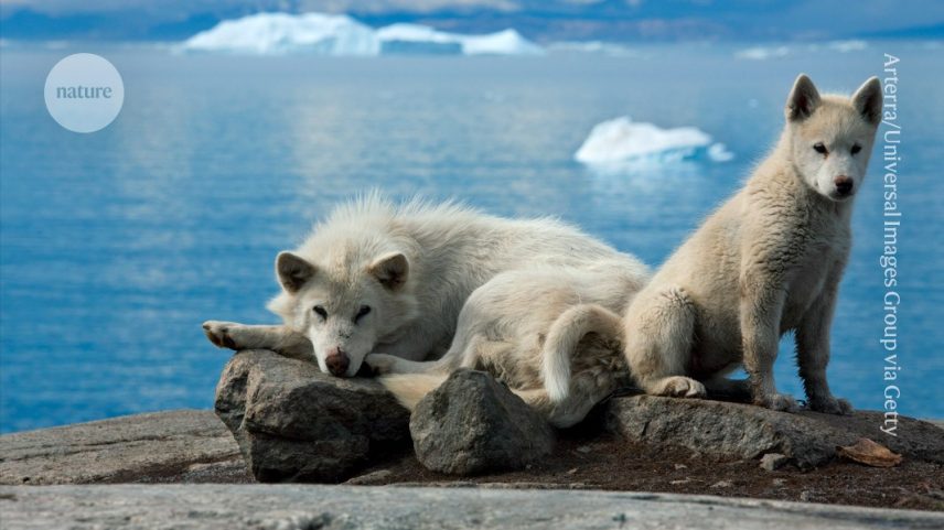 Apesar de sua aparência semelhante à de lobos, os cães da Groenlândia não possuem níveis especialmente altos de DNA de lobo. (Foto: Arterra/Universal Images Group via Getty)