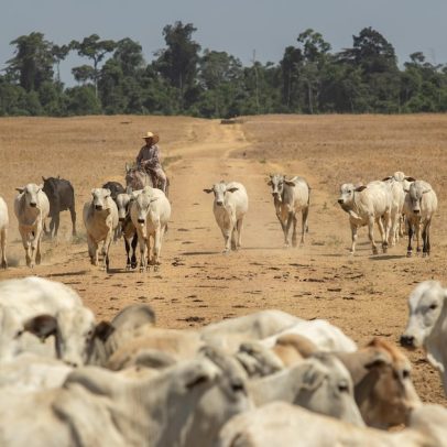 Tarifas sobre carne bovina afetam mais os EUA do que o Brasil, afirma especialista