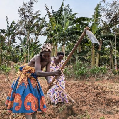 Escola agrícola em Uganda utiliza fibra de plátano para combater fome e clima