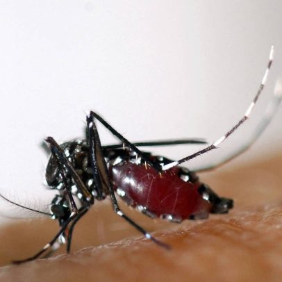 OMS alerta sobre risco global de propagação da Chikungunya em diversas regiões