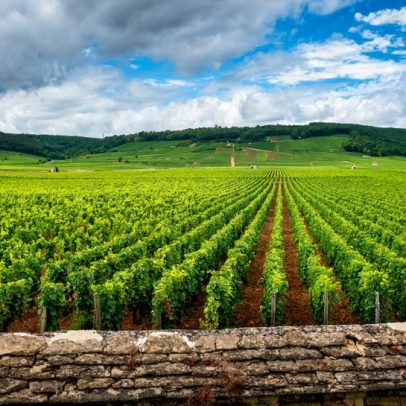 Descubra três atividades imperdíveis para explorar o vinho na Bourgogne