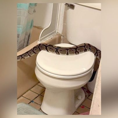Píton de quase dois metros é encontrada em banheiro nos Estados Unidos