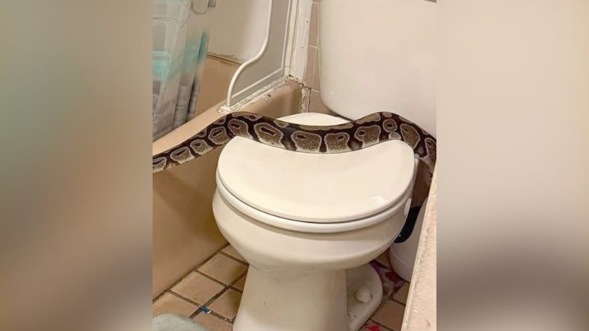 Cobra foi encontrada no banheiro de um apartamento (Foto: Reprodução)