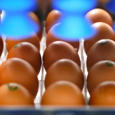Raiar implementa sexagem de ovos para salvar 200 mil pintinhos de destino cruel