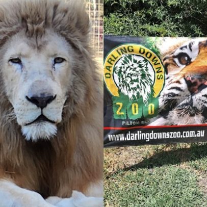 Leão ataca funcionária de zoológico em centro carnívoro na Austrália