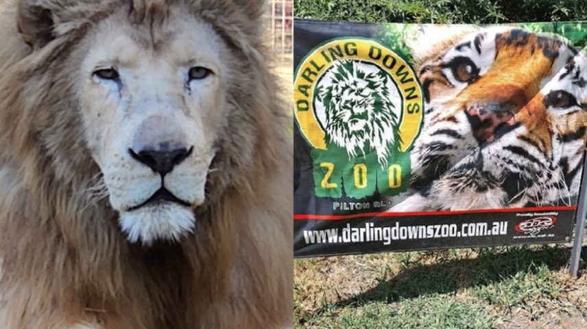 Leão do Darling Downs Zoo, na Austrália (Foto: Reprodução/Instagram)