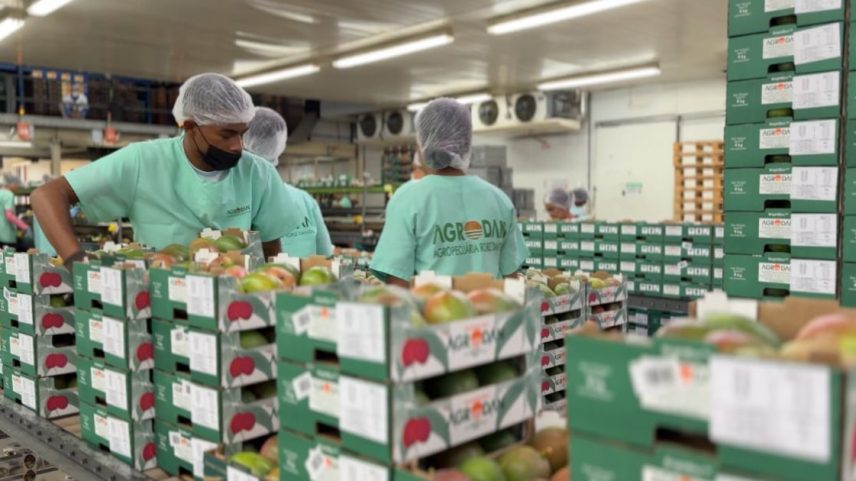 Agrodan, uma das maiores produtoras e exportadoras de manga do país, vê impacto relevante sob iminência de tarifas de 50% dos EUA (Foto: Agrodan/ Divulgação)