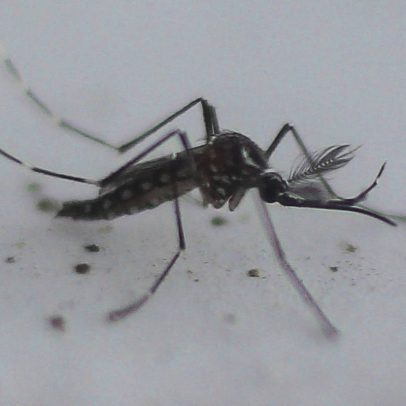 São Paulo registra mil mortes por dengue em 2025, alerta autoridades de saúde