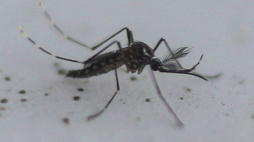 Estado de São Paulo registra mil mortes por dengue (Foto: Miguel Schincariol /AFP)