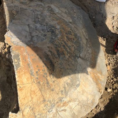 Fóssil de tartaruga gigante é descoberto em rio da Amazônia