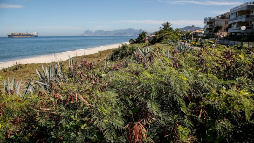 Praga Urbana, a Leucena se espalha por todos os lugares — Foto: Agência O Globo / Marcos Tristão
