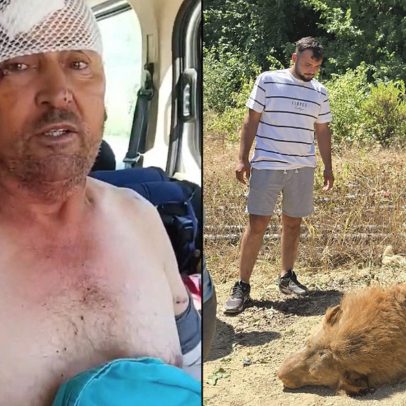 Turco relata luta pela vida após acordar com leão fugitivo ao seu lado