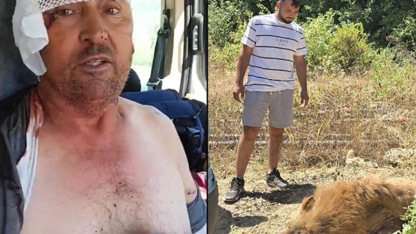 Suleiman Kir lutou contra leão para se salvar, em Antália, na Turquia (Foto: DHA (Demiroren News Agency) / AFP)