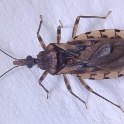 Mudanças climáticas aumentam risco da Doença de Chagas na Amazônia