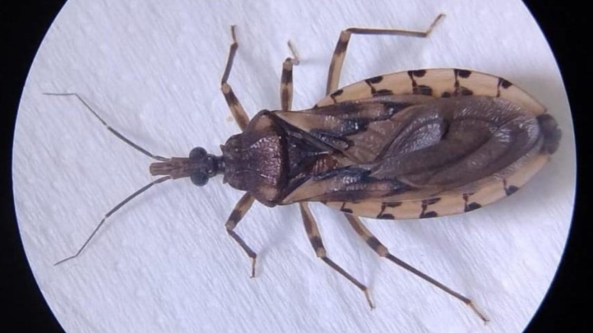 Doença de Chagas é provocada pelo inseto barbeiro - Goiás (Foto: Reprodução/Secretaria de Estado da Saúde)