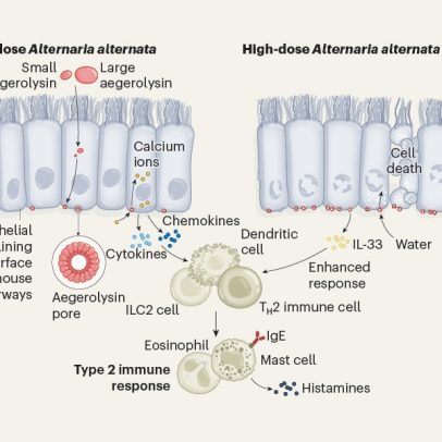 Proteínas que causam alergias apresentam característica comum