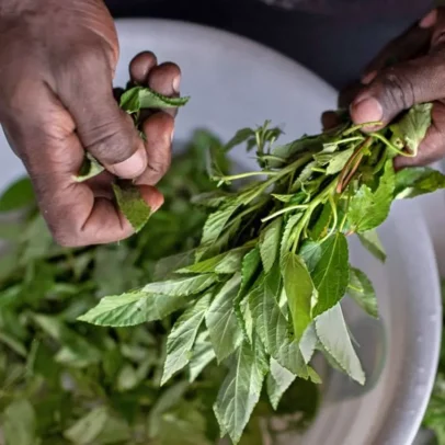 Ervas esquecidas se tornam sucesso gastronômico no Quênia