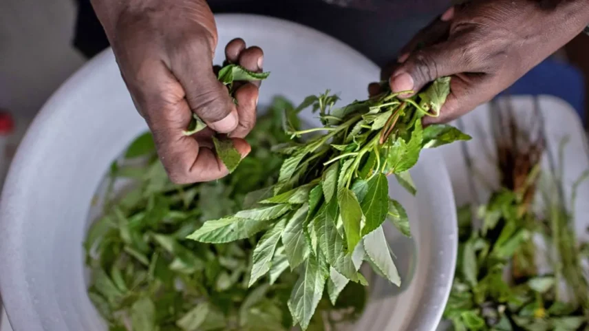 Mrenda, sendo preparada aqui por um chef em Nairóbi, possui muitos mais micronutrientes do que o repolho (Foto: AFP/Getty Images)